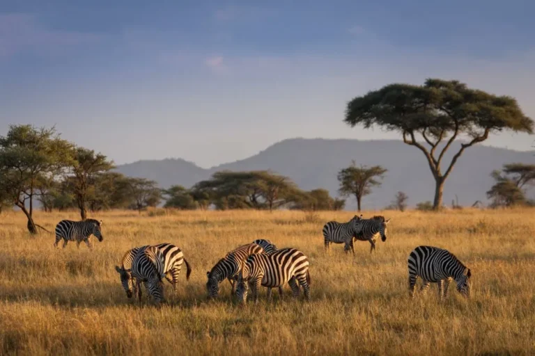 Safari nel Serengeti da Soli: Come Pianificare l’Esperienza Faunistica Perfetta in Solitaria