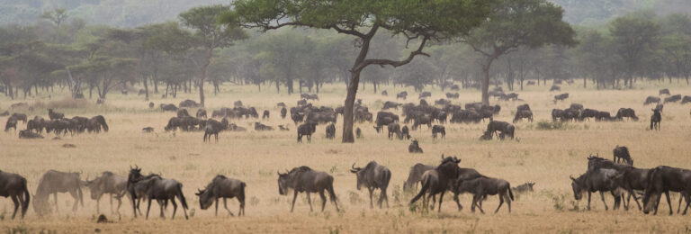4-Day Classic Northern Circuit Safari: Tarangire, Serengeti & Ngorongoro Crater