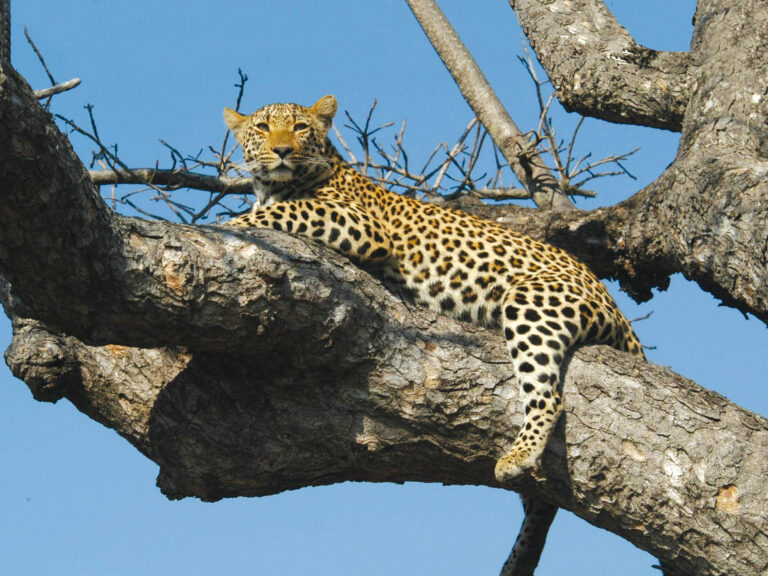 4-Day Tanzania Safari Package: Tarangire Wildlife, Serengeti Cats & Ngorongoro