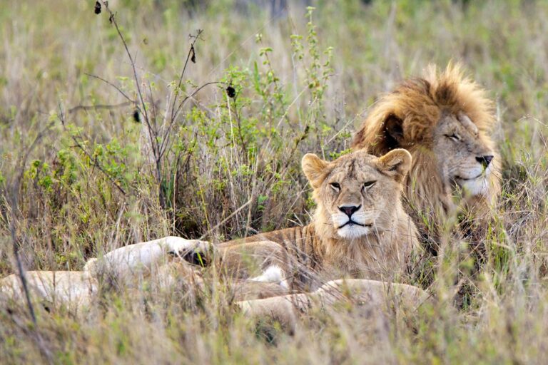 5-Day Big Five Safari: Tarangire, Serengeti & Ngorongoro Highlights