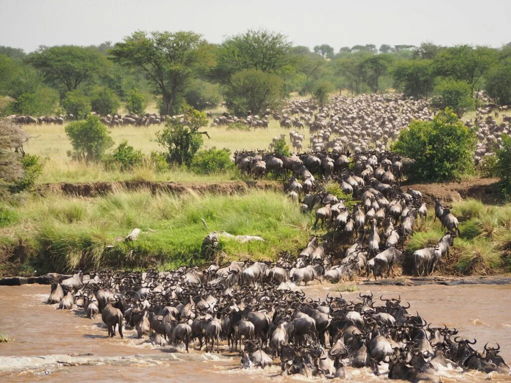 6-Day Northern Circuit Safari: Big Five & Migration Experience