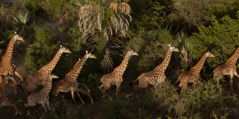 7-Day Classic Northern Tanzania Safari: Tarangire, Serengeti & Ngorongoro