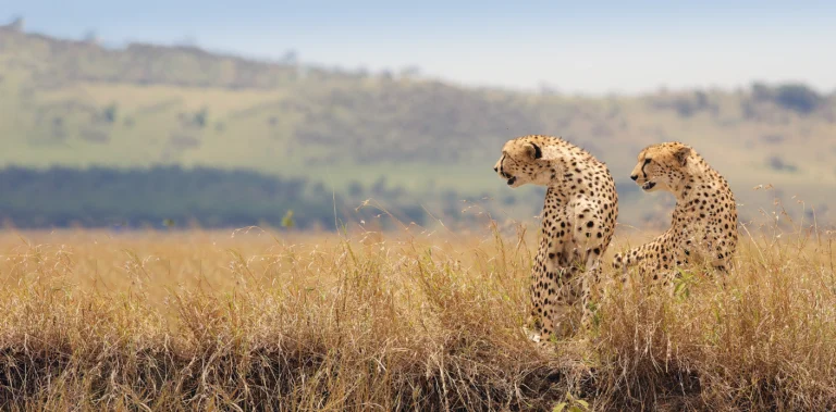 8 Giorni Safari Classico in Tanzania